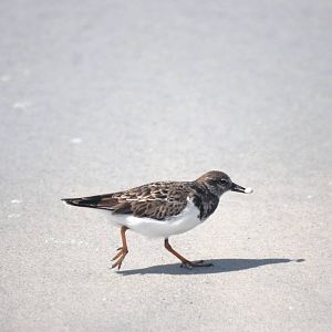 Ruddy Turnstone, Cayo Costa, October 2013