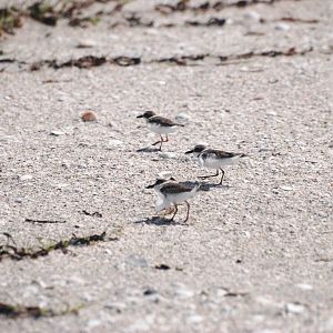 Wilson's Plover, Cayo Costa, October 2013