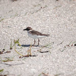 Wilson's Plover, Cayo Costa, October 2013