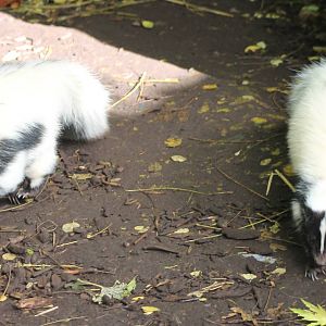 Skunks