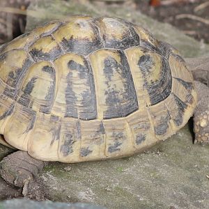 European tortoise