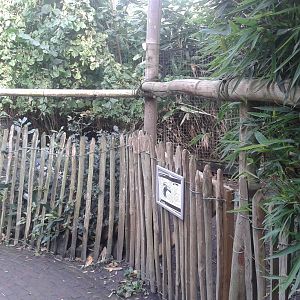 Enclosure Desmoiselle cranes