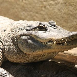American alligator