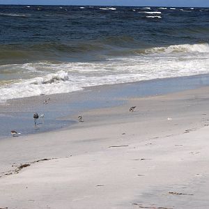 Birds on the Beach, Cayo Costa, October 2013