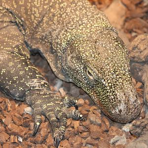 Varanus salvadori