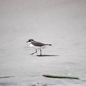 Semipalmated Plover, Cayo Costa, October 2013