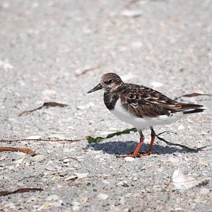 Ruddy Turnstone, Cayo Costa, October 2013