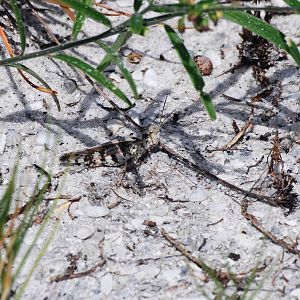 Marbled Grasshopper, Cayo Costa, October 2013