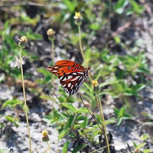 Gulf Fritillary, Cayo Costa, October 2013