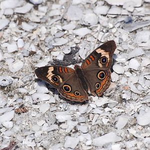 Common Buckeye, Cayo Costa, October 2013