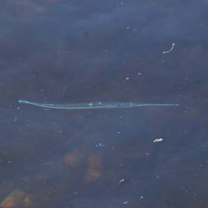 Needlefish, Cayo Costa, October 2013