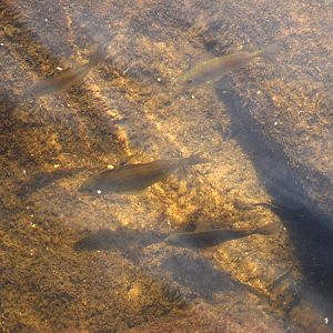 Pinfish, Cayo Costa, October 2013