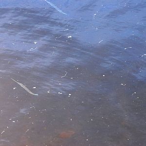Needlefish, Cayo Costa, October 2013