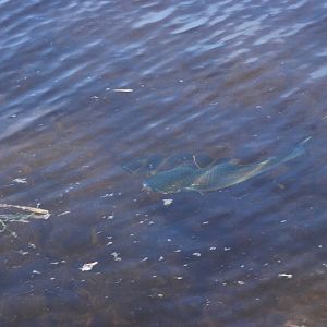 Striped Mullet, Cayo Costa, October 2013
