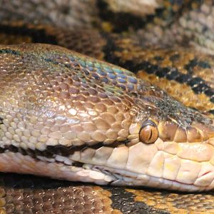 Reticulated python