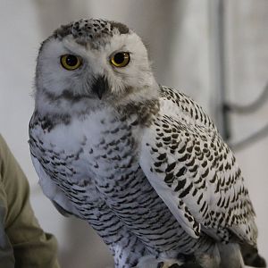 Snowy owl