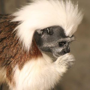 Cotton-top tamarin