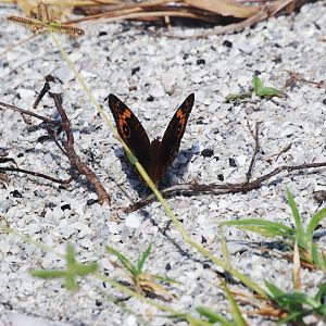 Mangrove Buckeye, Cayo Costa, October 2013