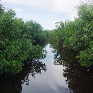 Mangroves, Punta Gorda, October 2013