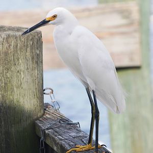 Snowy Egret, Punta Gorda, October 2013
