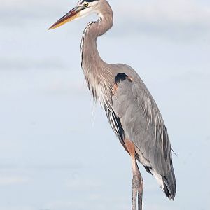Great Blue Heron, Punta Gorda, October 2013