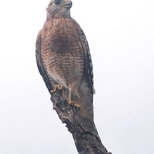 Red-shouldered Hawk, Punta Gorda, October 2013