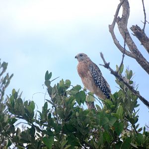 Red-shouldered Hawk, Punta Gorda, October 2013