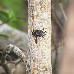 Mangrove Tree Crab, Punta Gorda, October 2013