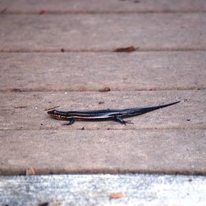South-eastern Five-lined Skink, Punta Gorda, October 2013