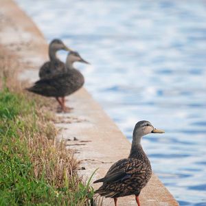 Mottled Ducks, Punta Gorda, October 2013
