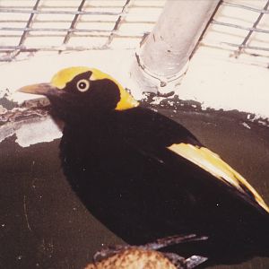 Yellow-naped bowerbird