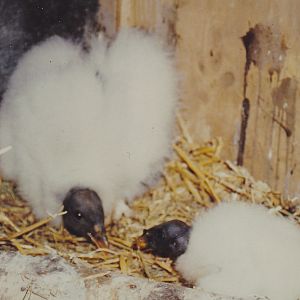 Baby King vultures