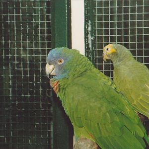 Red-necked amazon parrot