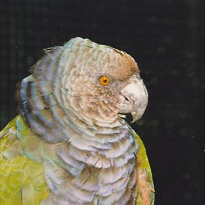 Imperial amazon parrot