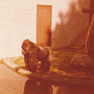 Male Eastern lowland gorilla