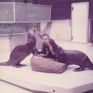 Giant otters