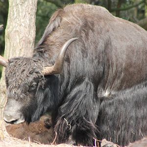 Yak - male