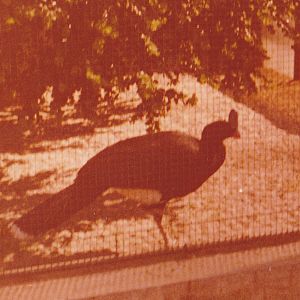 Southern Helmed Curassow Pauxi unicornis