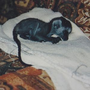Newly born Ring-tailed lemur