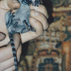 Newly born Ring-tailed lemur