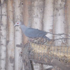Pinon imperial pigeon