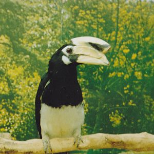 Pied hornbill