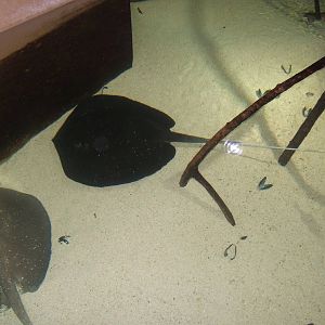 Mangrove Whipray (Himantura granulata)