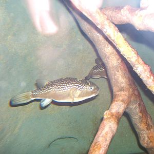 Milkspotted Pufferfish (Chelonodon patoca)