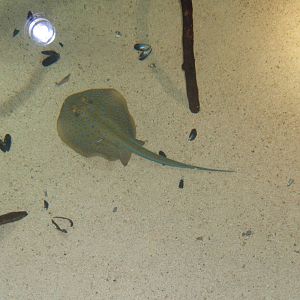 Blue-spotted Stingray (Dasyatis khulii)