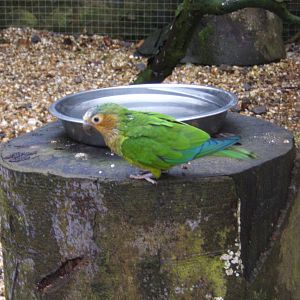 Not sure what type of Parrot is so help please