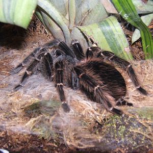 Salmon Pink Bird-eating Spider