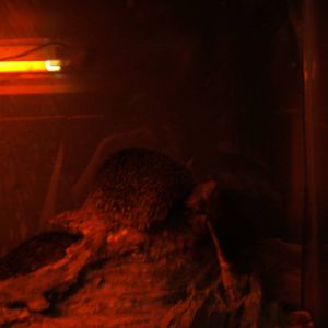 Lesser Hedgehog Tenrec