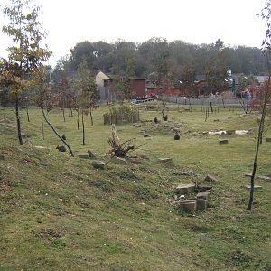 View of walk through Wallaby enclosure