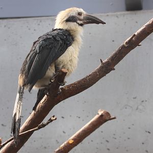 ID Please - Penelopides spp. Tarictic Hornbill